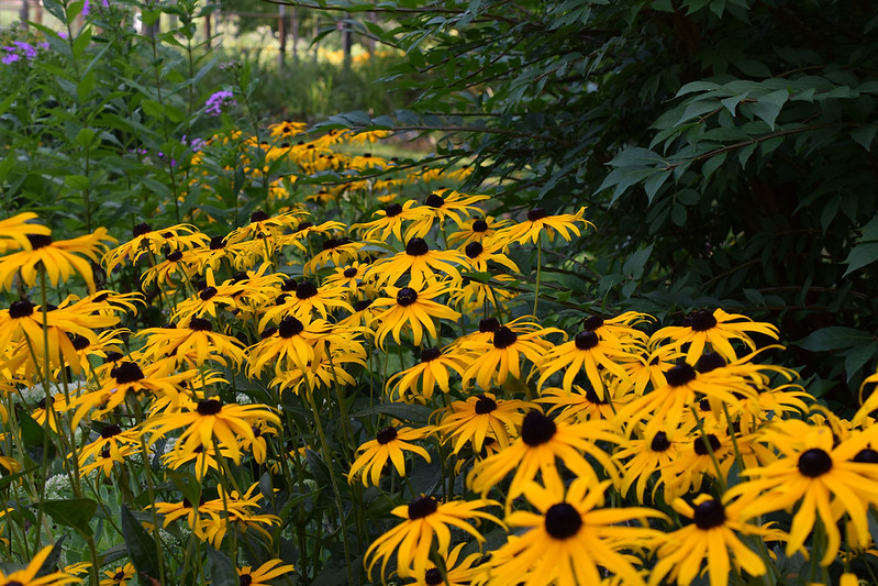 A patch of yellow flowers with dark brown centers. 